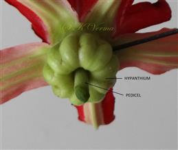  Hypanthium